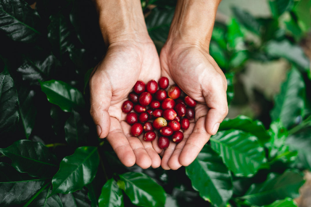 Discover the Art of Coffee: From Bean to Brew at Coucou